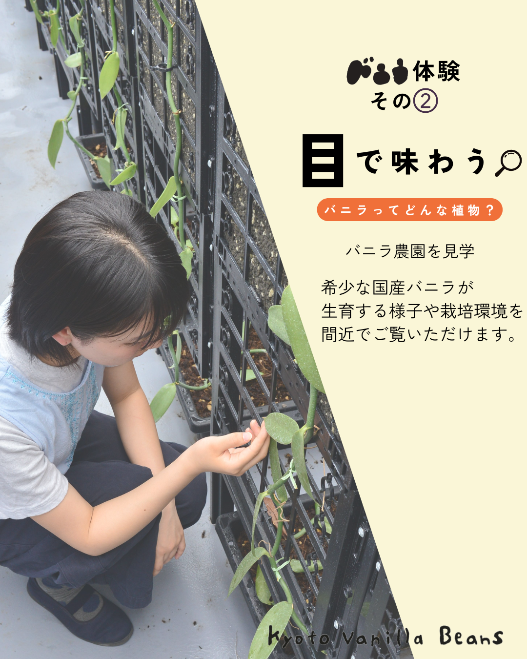 五感で味わうバニラ体験
